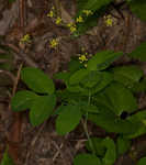 Yellow pimpernel